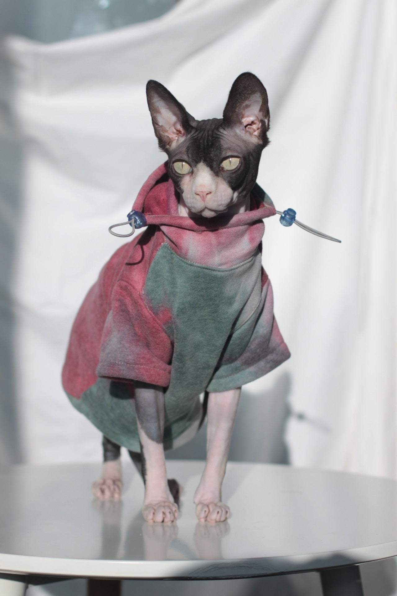 AlphaPick Exclusive Design Sphynx Hairless Cat Clothes Devon Rex Clothing Autumn Winter